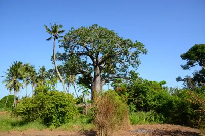 DSC_8323 (Large).JPG